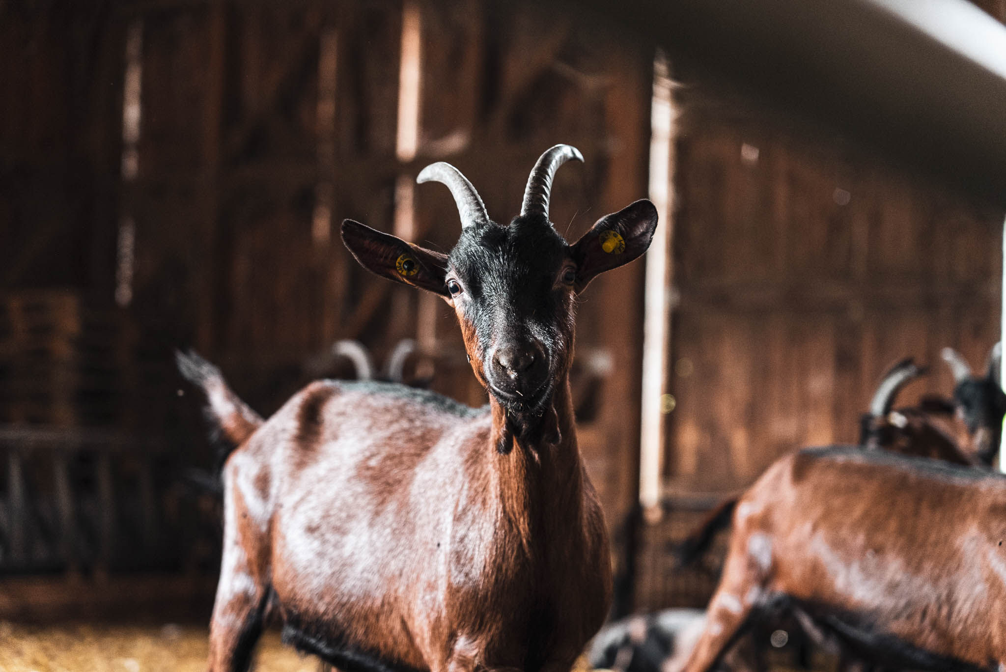 Caseificio di Rocca verano